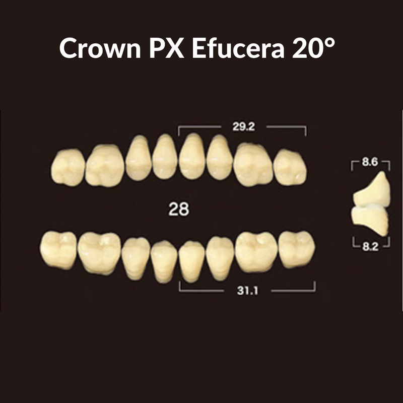 Yamahachi - Crown PX Teeth Shade B2 Crown PX Teeth by Yamahachi- Unique Dental Supply Inc.