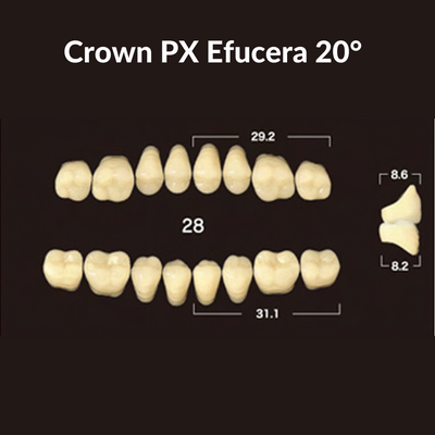 Yamahachi - Crown PX Teeth Shade B1 Crown PX Teeth by Yamahachi- Unique Dental Supply Inc.