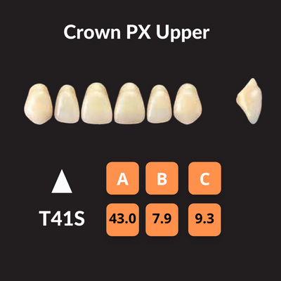 Yamahachi - Crown PX Teeth Shade C4 Crown PX Teeth by Yamahachi- Unique Dental Supply Inc.