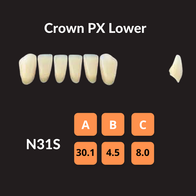 Yamahachi - Crown PX Teeth Shade D2 Crown PX Teeth by Yamahachi- Unique Dental Supply Inc.