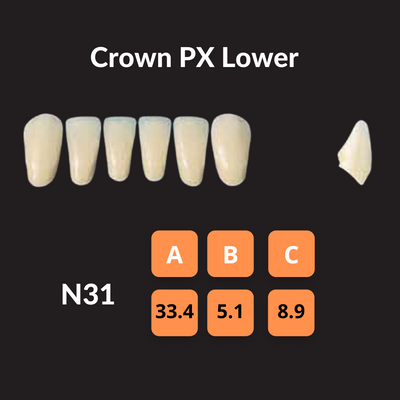 Yamahachi - Crown PX Teeth Shade D4 Crown PX Teeth by Yamahachi- Unique Dental Supply Inc.