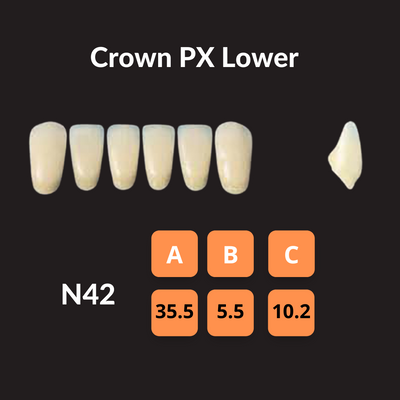 Yamahachi - Crown PX Teeth Shade A4 Crown PX Teeth by Yamahachi- Unique Dental Supply Inc.