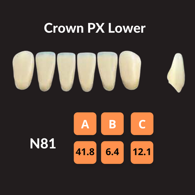 Yamahachi - Crown PX Teeth Shade C1 Crown PX Teeth by Yamahachi- Unique Dental Supply Inc.